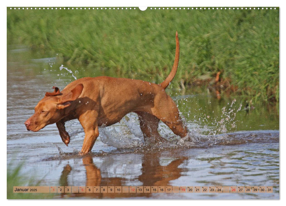 Magyar Vizsla - Vielseitiger Jagdhund mit Familienanschluss (CALVENDO Premium Wandkalender 2025)