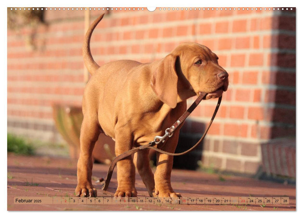 Magyar Vizsla - Vielseitiger Jagdhund mit Familienanschluss (CALVENDO Premium Wandkalender 2025)