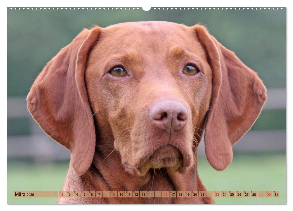 Magyar Vizsla - Vielseitiger Jagdhund mit Familienanschluss (CALVENDO Premium Wandkalender 2025)