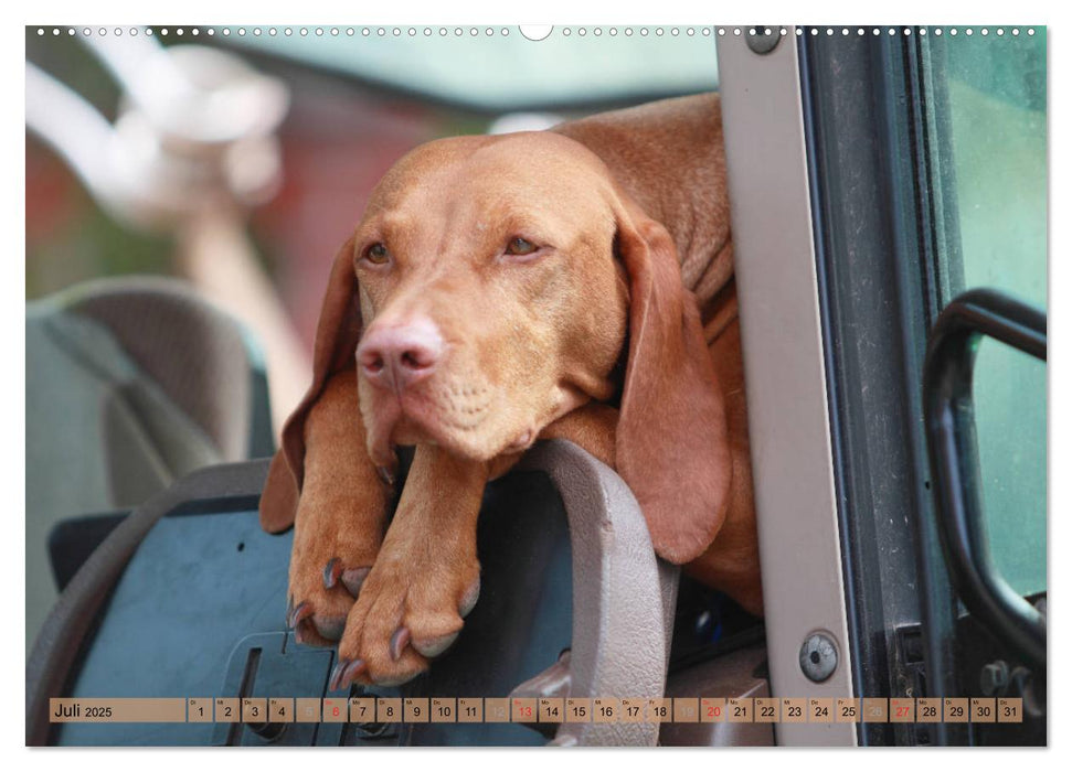 Magyar Vizsla - Vielseitiger Jagdhund mit Familienanschluss (CALVENDO Premium Wandkalender 2025)