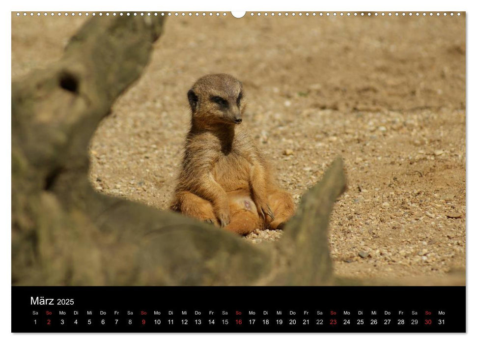 Erdmännchen – Zusammen sind wir stark / CH-Version (CALVENDO Premium Wandkalender 2025)