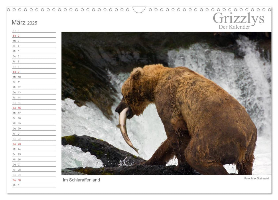 Grizzlys - Der Kalender CH-Version (CALVENDO Wandkalender 2025)