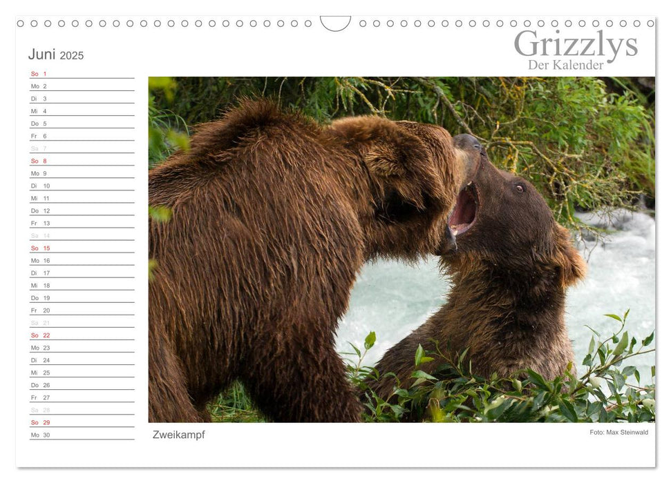 Grizzlys - Der Kalender CH-Version (CALVENDO Wandkalender 2025)