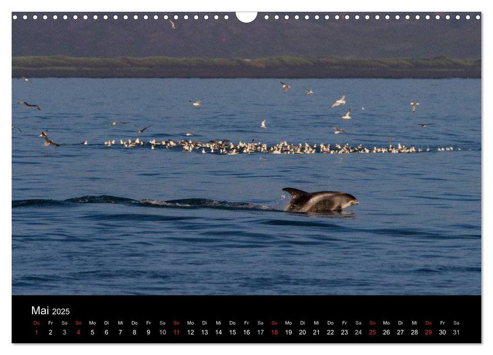 Wale (CALVENDO Wandkalender 2025)