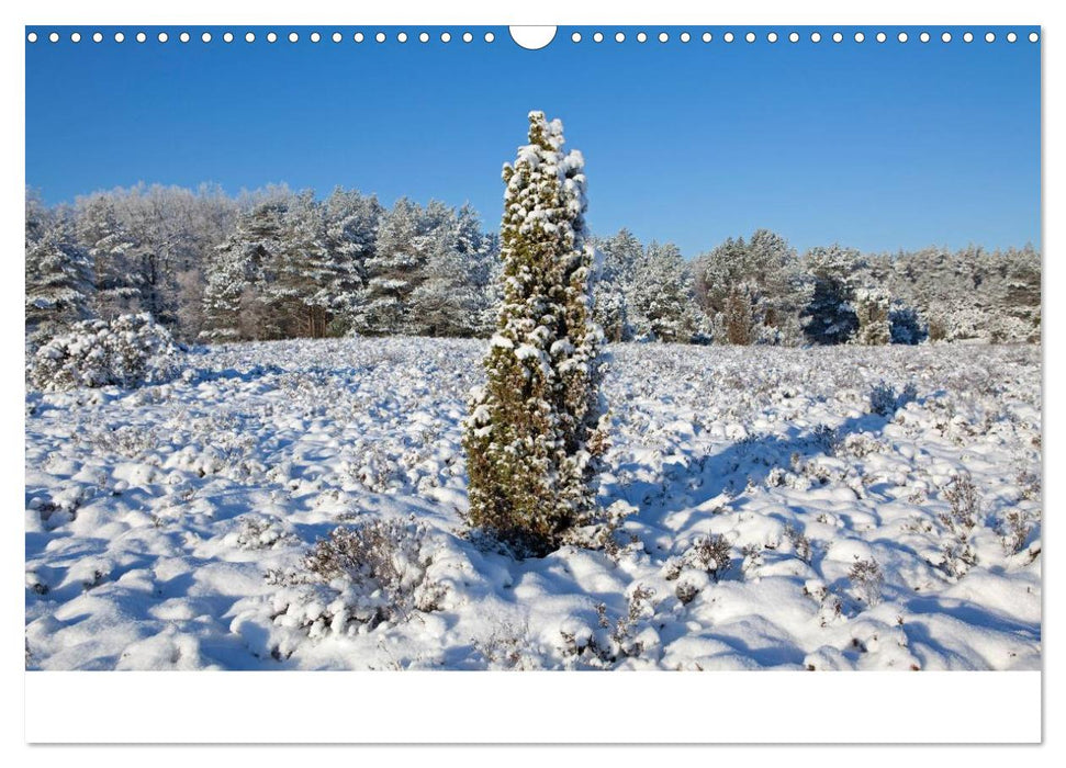 Hansestadt Lüneburg und Lüneburger Heide (CALVENDO Wandkalender 2025)