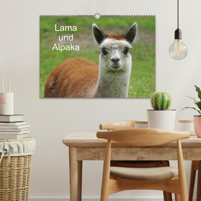 Lama und Alpaka (CALVENDO Wandkalender 2025)