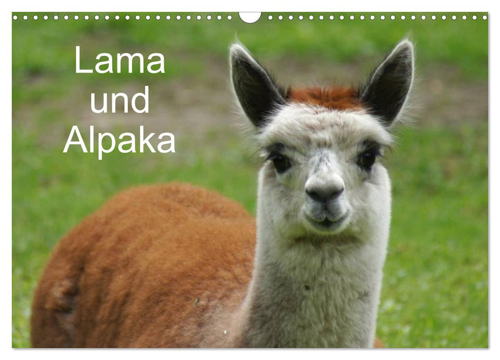 Lama und Alpaka (CALVENDO Wandkalender 2025)