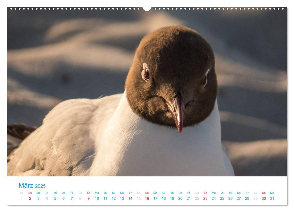 Der Darß Kalender CH-Version (CALVENDO Premium Wandkalender 2025)