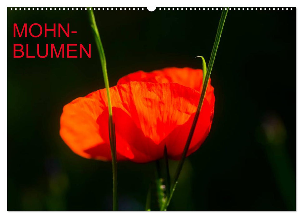 Mohnblumen (CALVENDO Wandkalender 2025)