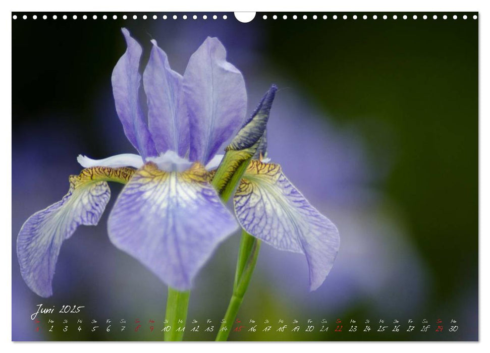 Blütenzauber in meinem Garten (CALVENDO Wandkalender 2025)