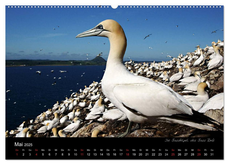 Schottland 2025 (CALVENDO Premium Wandkalender 2025)