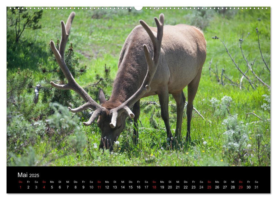 Yellowstone National Park (CALVENDO Premium Wandkalender 2025)