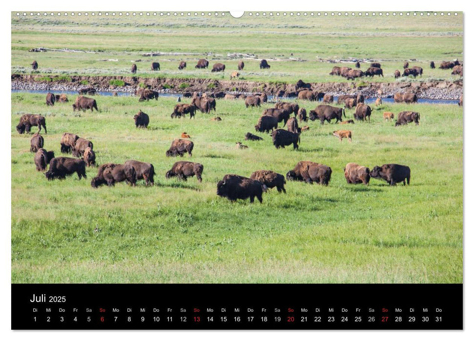 Yellowstone National Park (CALVENDO Premium Wandkalender 2025)