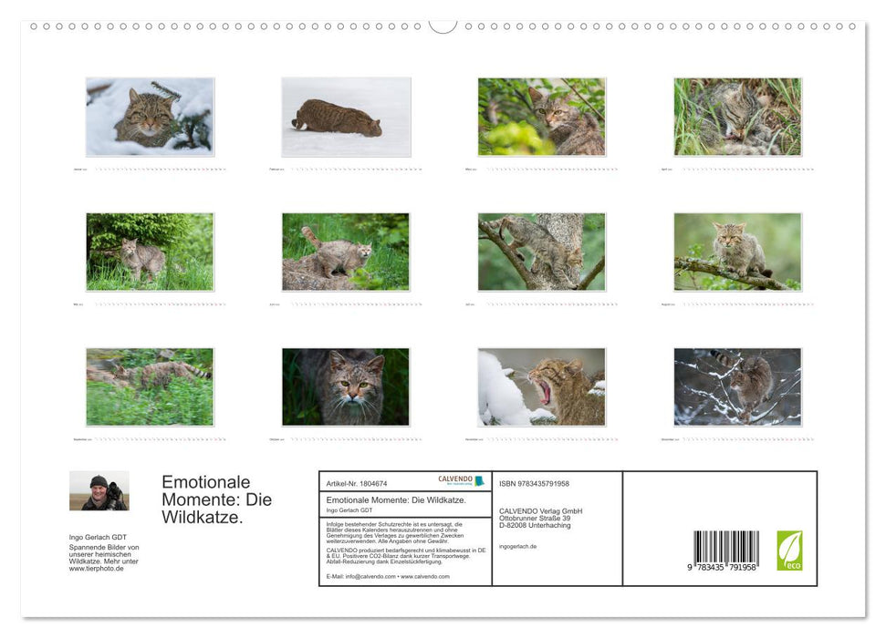 Emotionale Momente: Die Wildkatze. (CALVENDO Premium Wandkalender 2025)