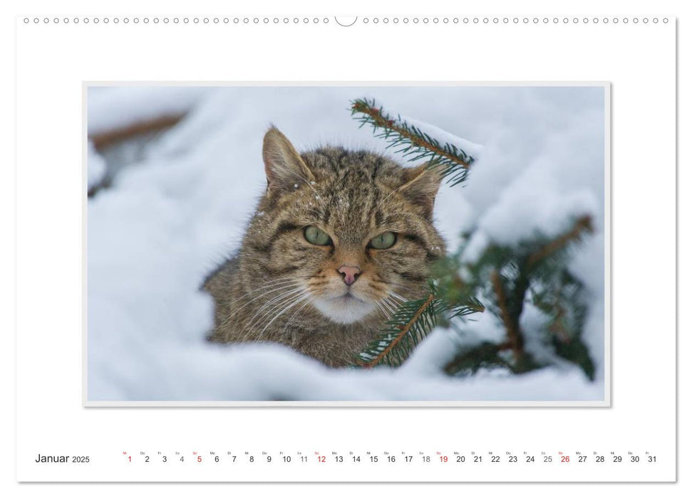 Emotionale Momente: Die Wildkatze. (CALVENDO Premium Wandkalender 2025)