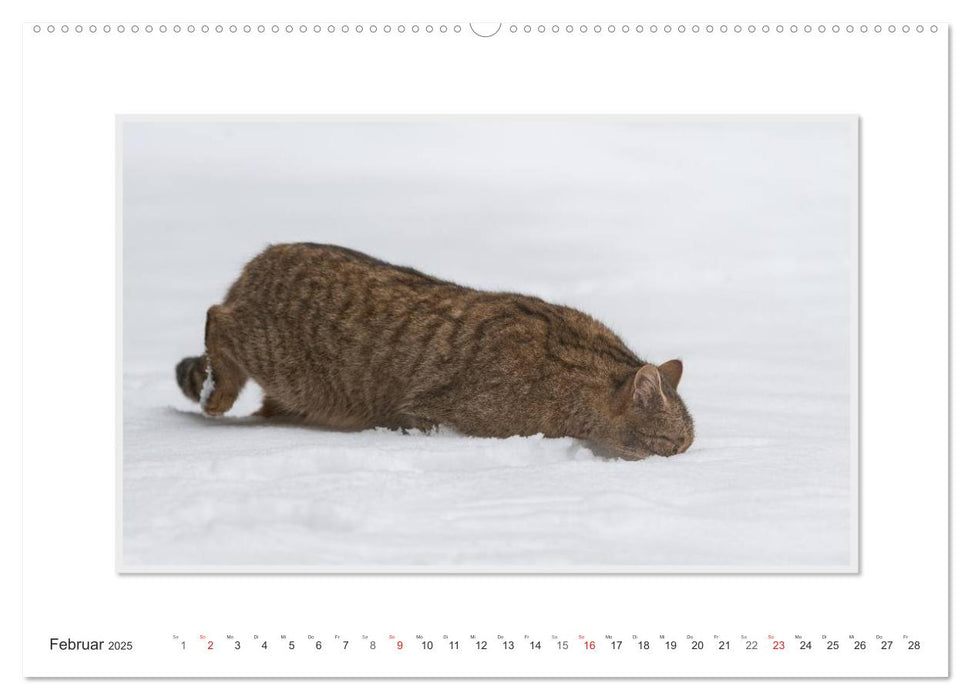 Emotionale Momente: Die Wildkatze. (CALVENDO Premium Wandkalender 2025)