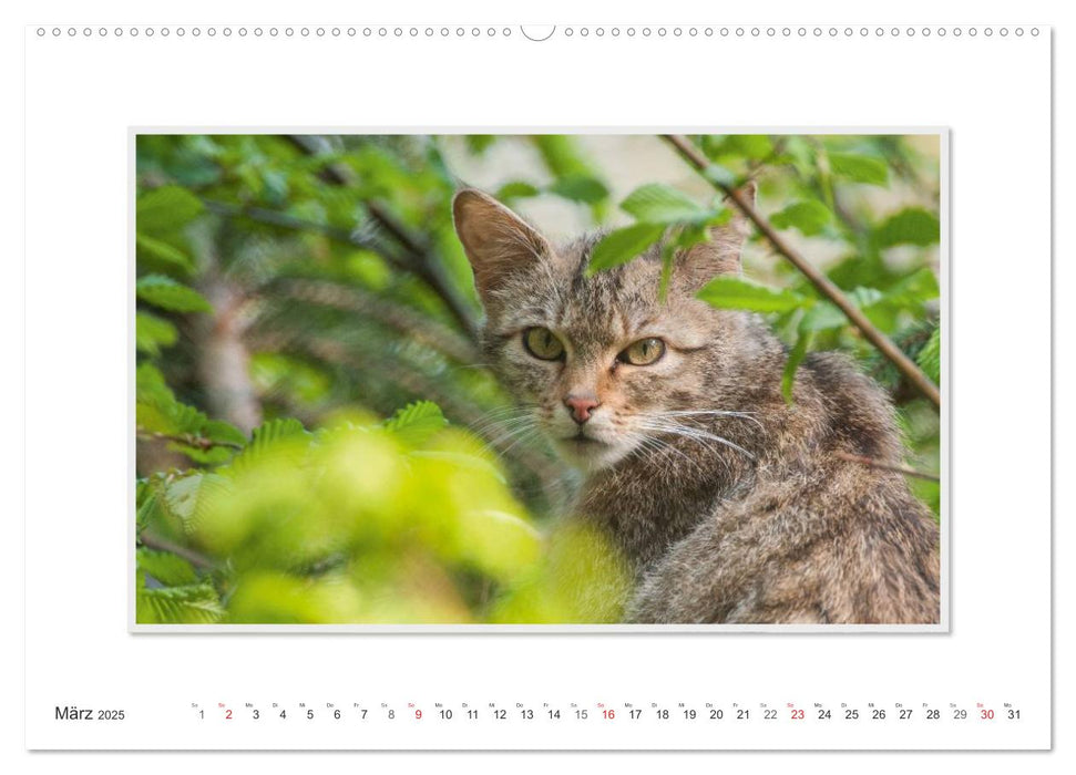 Emotionale Momente: Die Wildkatze. (CALVENDO Premium Wandkalender 2025)