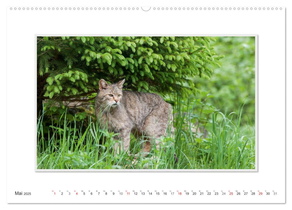 Emotionale Momente: Die Wildkatze. (CALVENDO Premium Wandkalender 2025)