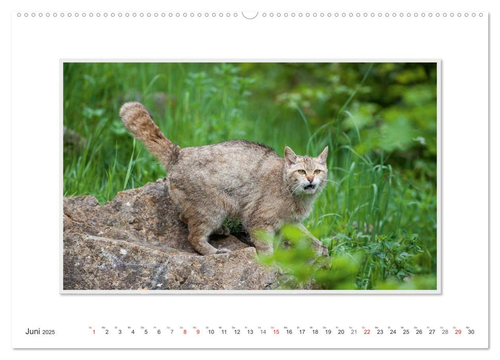 Emotionale Momente: Die Wildkatze. (CALVENDO Premium Wandkalender 2025)