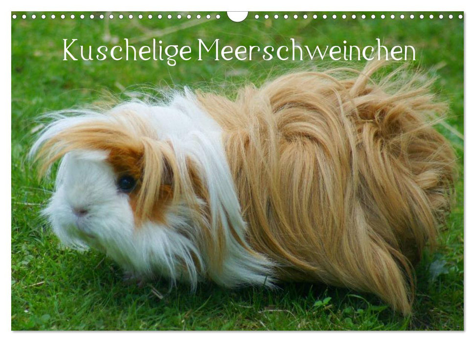 Kuschelige Meerschweinchen (CALVENDO Wandkalender 2025)