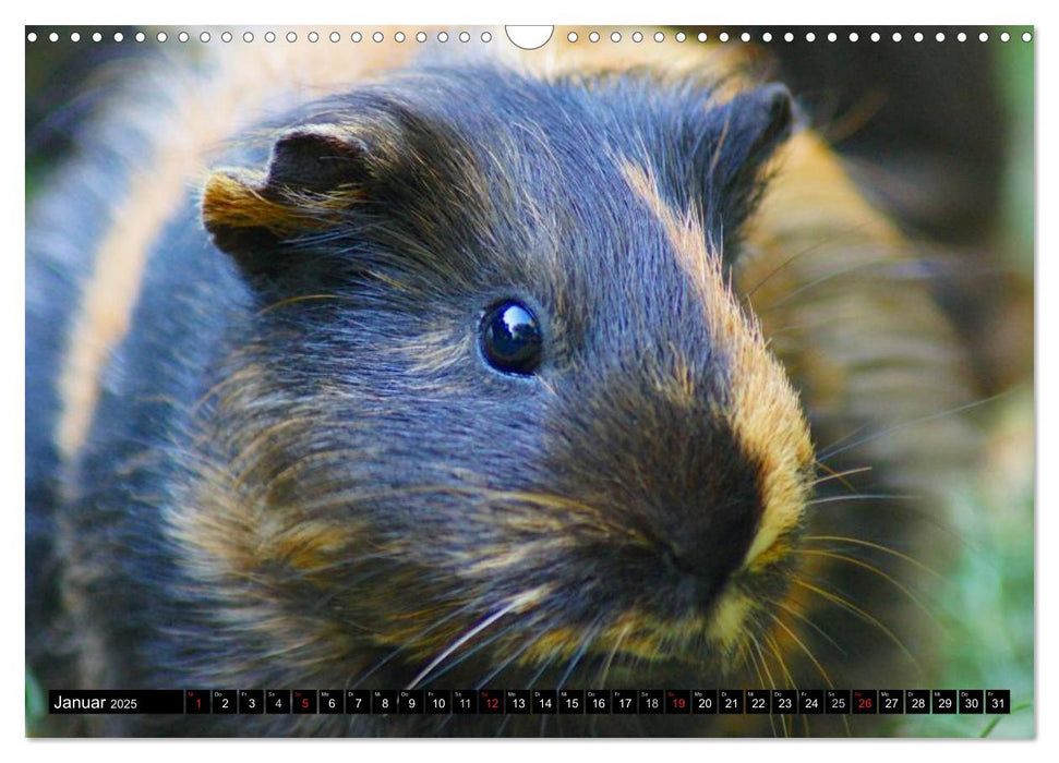 Kuschelige Meerschweinchen (CALVENDO Wandkalender 2025)