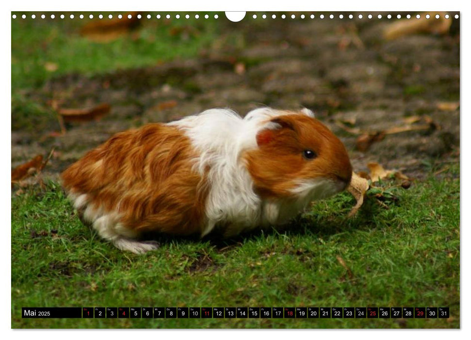 Kuschelige Meerschweinchen (CALVENDO Wandkalender 2025)