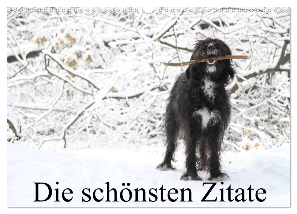 Die schönsten Zitate (CALVENDO Wandkalender 2025)