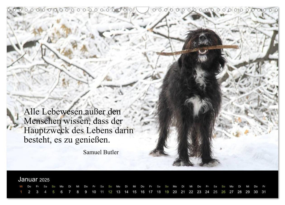 Die schönsten Zitate (CALVENDO Wandkalender 2025)