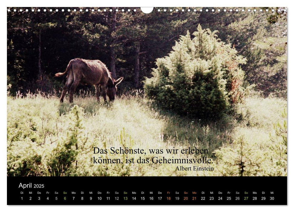 Die schönsten Zitate (CALVENDO Wandkalender 2025)