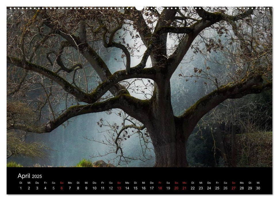 Baumporträts 2025 (CALVENDO Premium Wandkalender 2025)