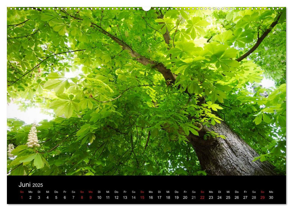 Baumporträts 2025 (CALVENDO Premium Wandkalender 2025)