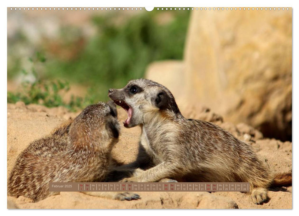 Erdmännchen (CALVENDO Premium Wandkalender 2025)