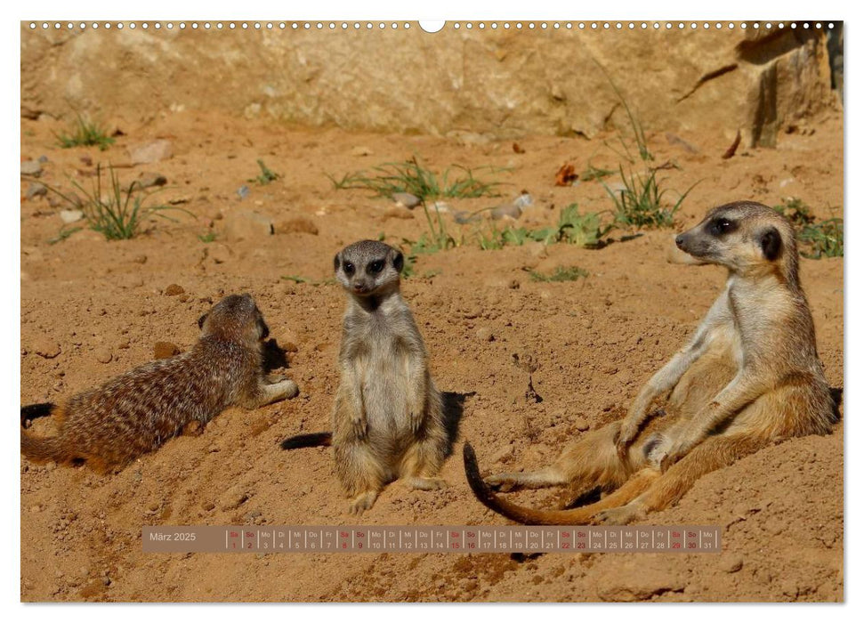 Erdmännchen (CALVENDO Premium Wandkalender 2025)