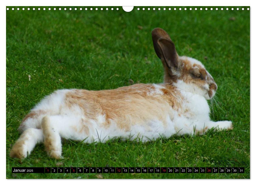 Liebenswerte Zwergkaninchen (CALVENDO Wandkalender 2025)