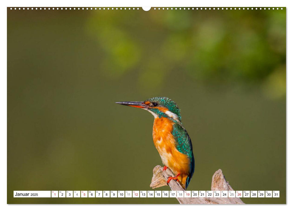 Eisvögel (Alcedo atthis) - Edelsteine der Natur (CALVENDO Premium Wandkalender 2025)