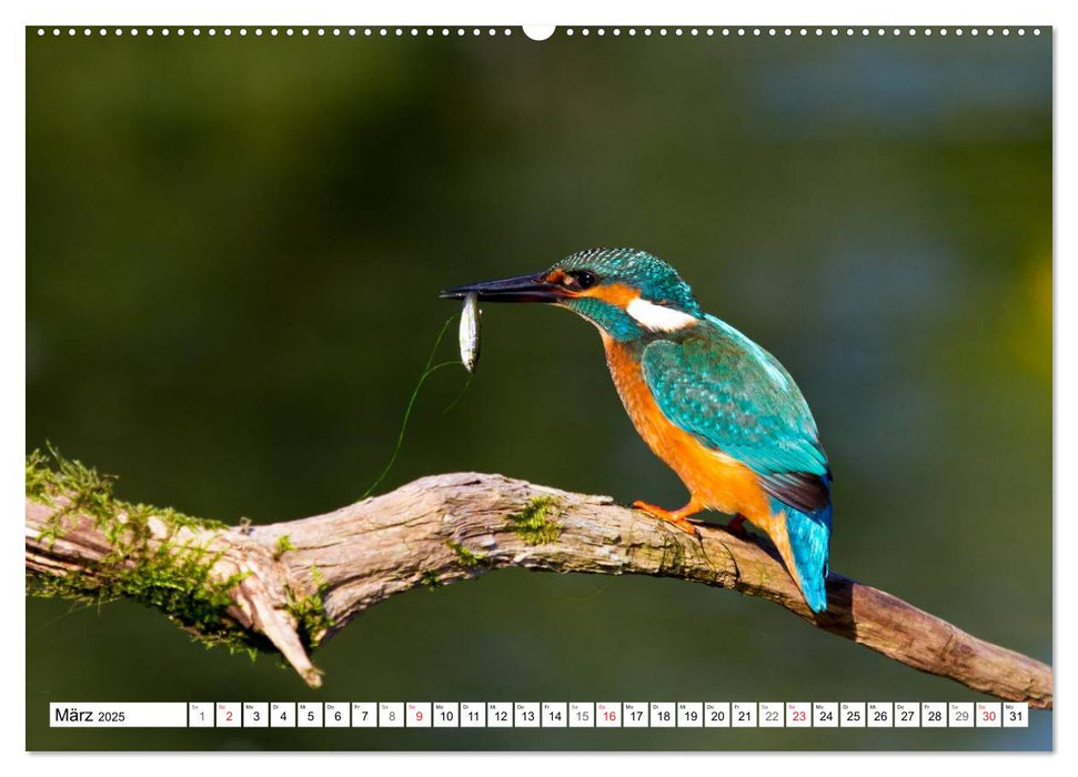 Eisvögel (Alcedo atthis) - Edelsteine der Natur (CALVENDO Premium Wandkalender 2025)