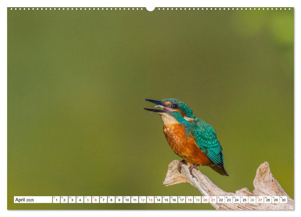 Eisvögel (Alcedo atthis) - Edelsteine der Natur (CALVENDO Premium Wandkalender 2025)