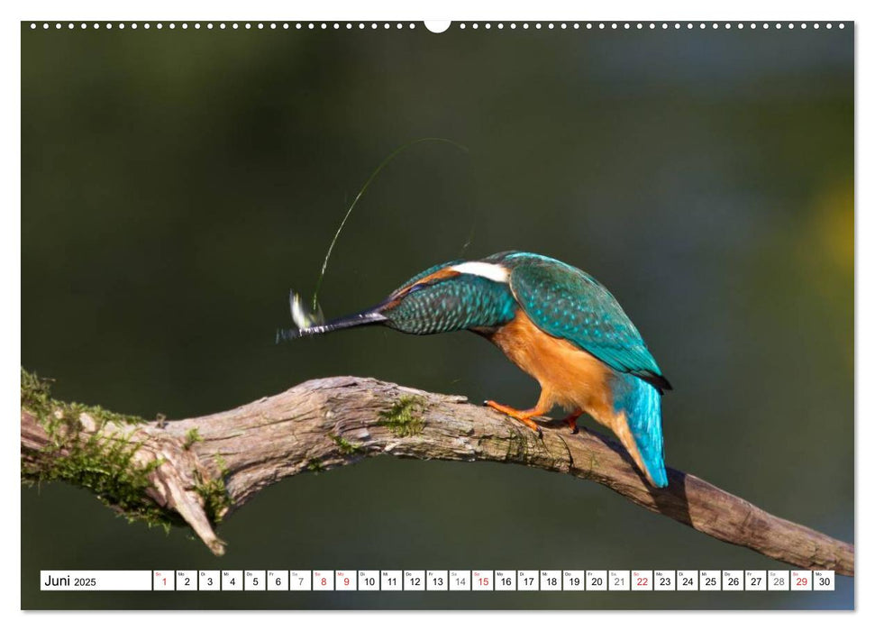 Eisvögel (Alcedo atthis) - Edelsteine der Natur (CALVENDO Premium Wandkalender 2025)