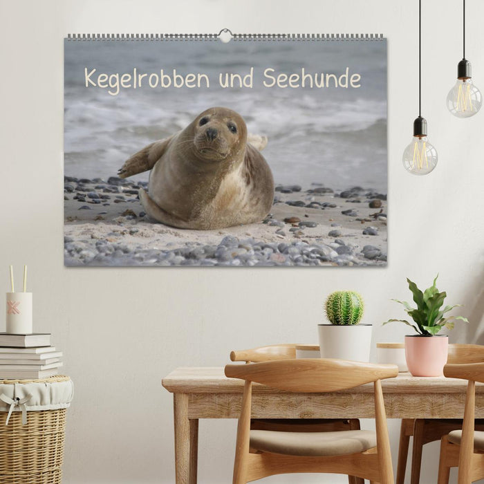 Kegelrobben und Seehunde (CALVENDO Wandkalender 2025)