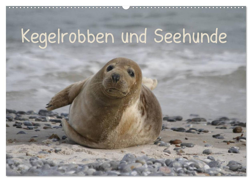 Kegelrobben und Seehunde (CALVENDO Wandkalender 2025)