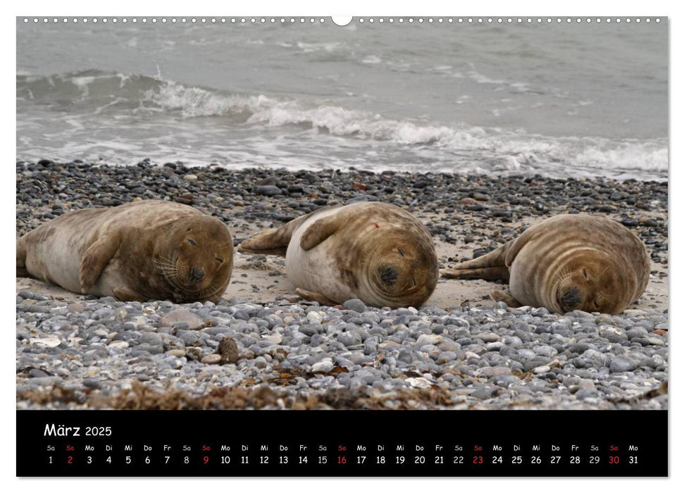 Kegelrobben und Seehunde (CALVENDO Wandkalender 2025)