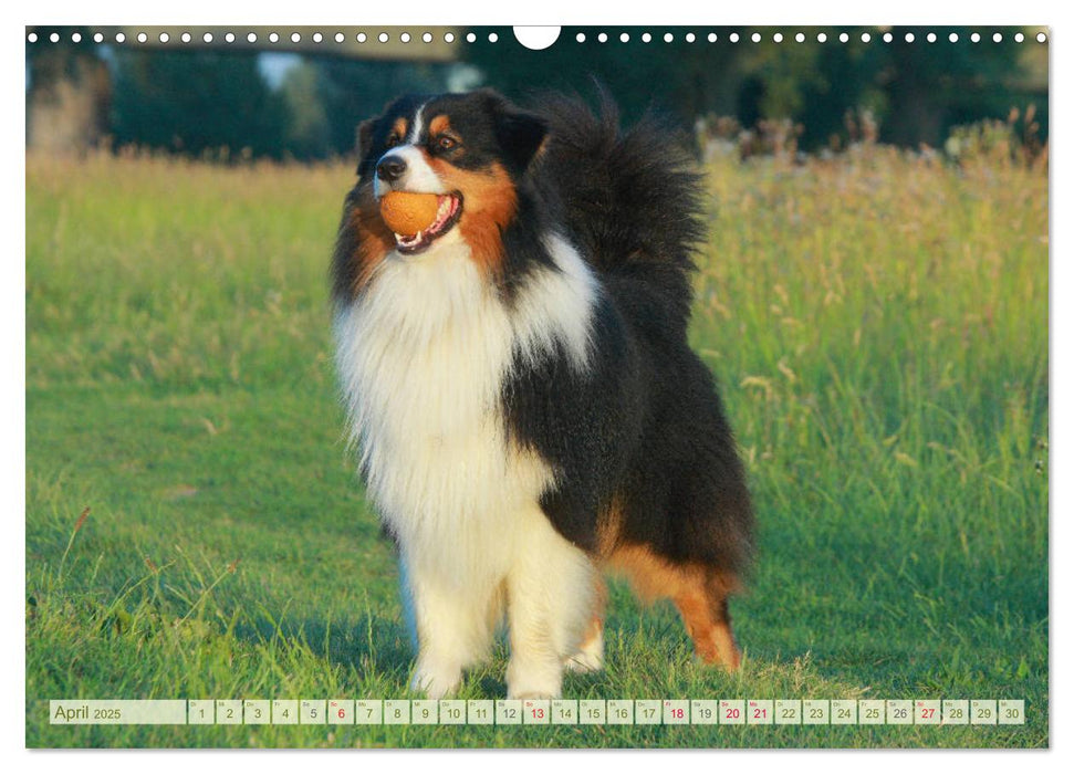 Australian Shepherd - Hütehunde mit Familienanschluss (CALVENDO Wandkalender 2025)