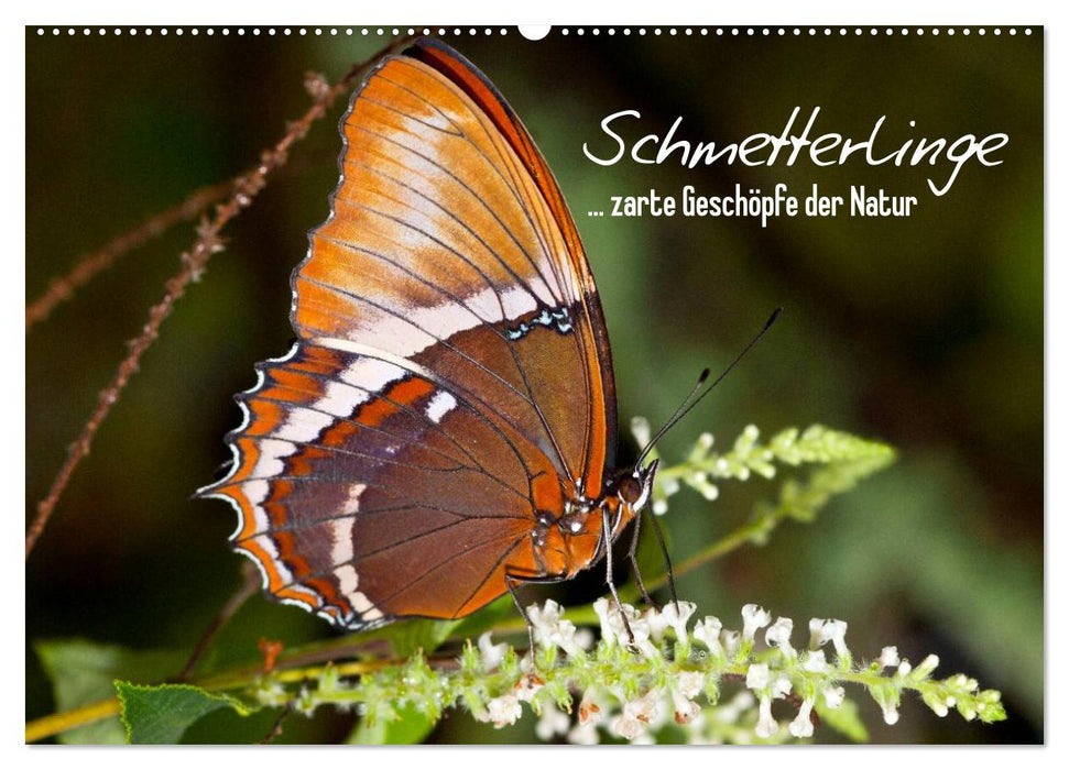 Schmetterlinge - zarte Geschöpfe der Natur (CALVENDO Wandkalender 2025)