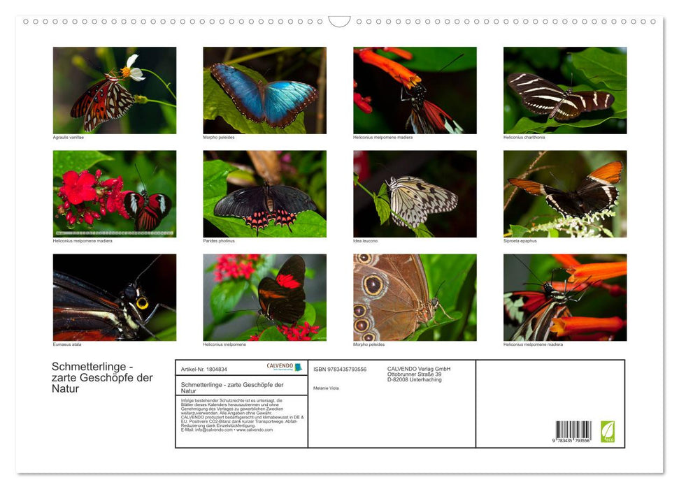 Schmetterlinge - zarte Geschöpfe der Natur (CALVENDO Wandkalender 2025)