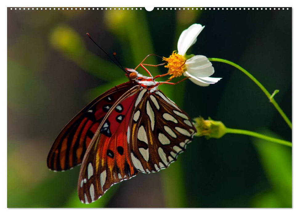 Schmetterlinge - zarte Geschöpfe der Natur (CALVENDO Wandkalender 2025)