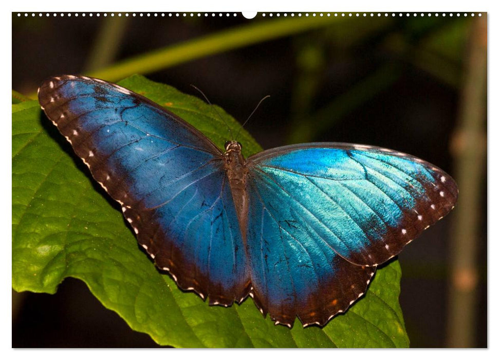 Schmetterlinge - zarte Geschöpfe der Natur (CALVENDO Wandkalender 2025)