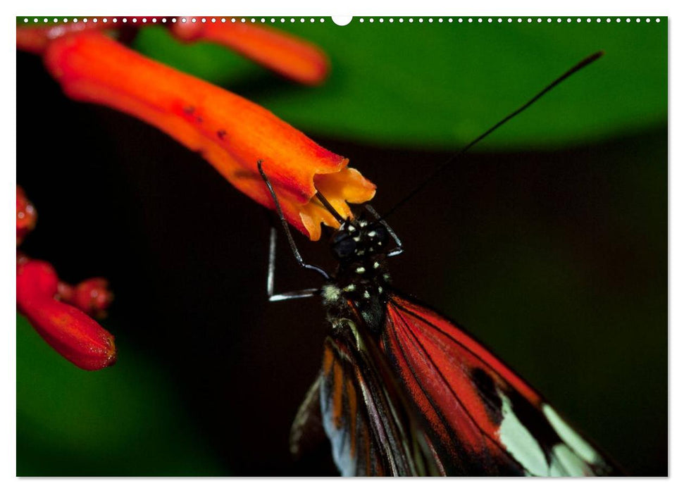 Schmetterlinge - zarte Geschöpfe der Natur (CALVENDO Wandkalender 2025)