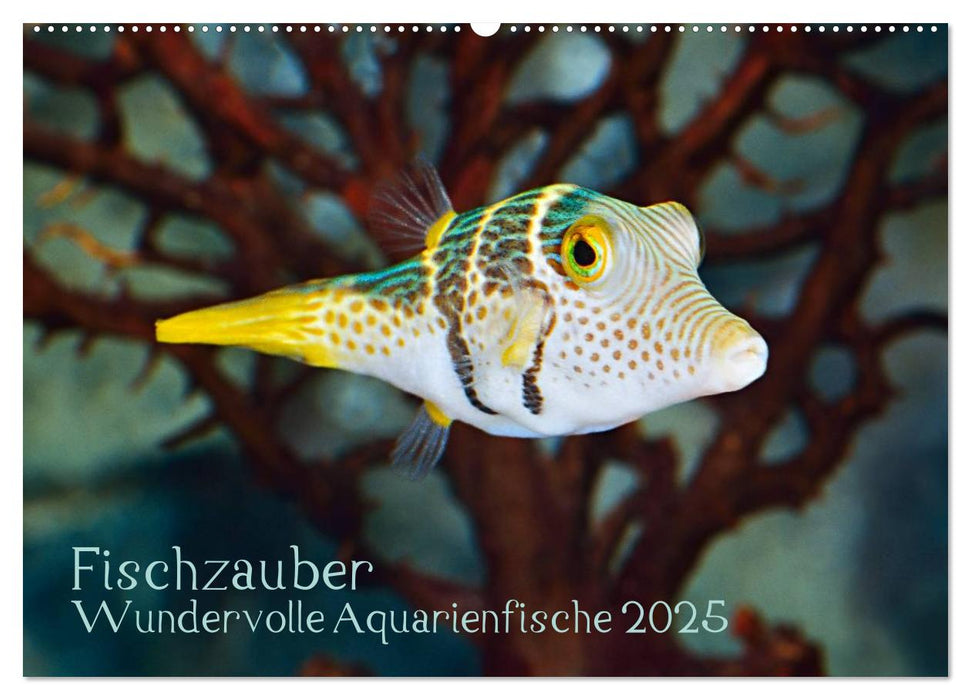 Fischzauber - Wundervolle Aquarienfische (CALVENDO Wandkalender 2025)