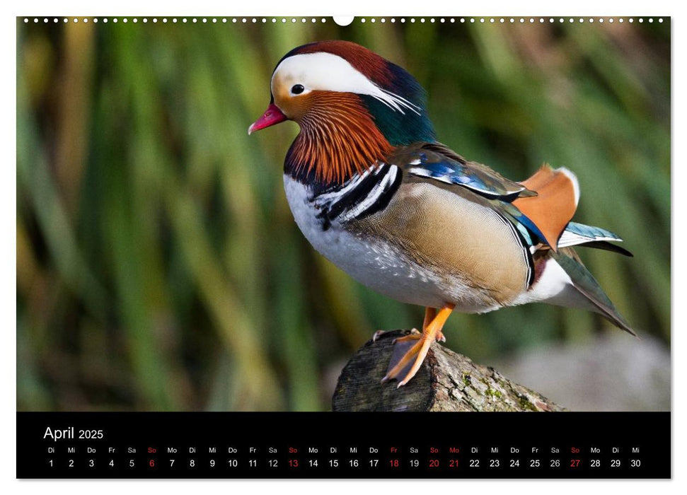 Tierkalender 2025 (CALVENDO Premium Wandkalender 2025)