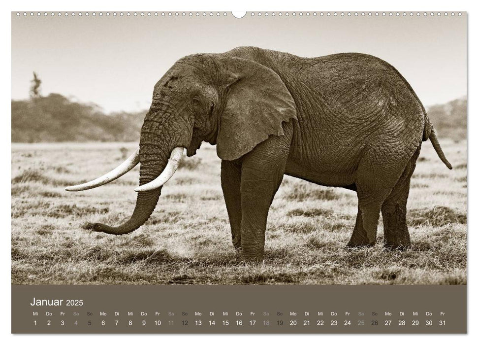 Wildes Afrika (CALVENDO Premium Wandkalender 2025)